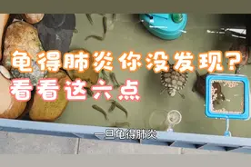 六点讲解龟肺炎