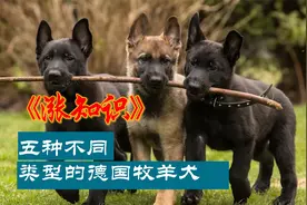 涨知识，五种不同的德牧，你见过几种？