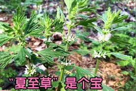 夏至草又叫“小益母草”价值高，生活中解决了不少男女的烦恼