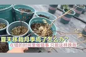 夏天移栽月季焉了怎么办？在错的时间里做错事，只能这样挽救