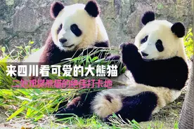 来四川看可爱的大熊猫—推荐二处观赏熊猫的绝佳打卡地视频封面