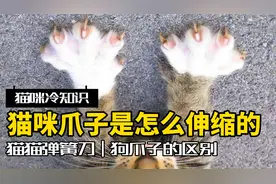 猫是如何灵活控制爪子伸缩的？附上正确剪猫指甲方法