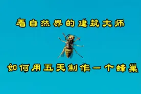 看自然界的建筑大师，马蜂，如何用五天建造一个蜂窝