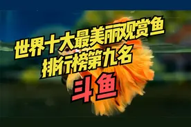 世界十大最美丽观赏鱼排行榜（第九名）：斗鱼~