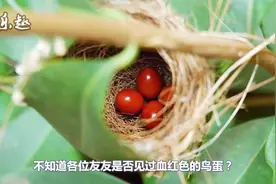 见过血红色的鸟蛋吗？宛若“血滴子”，让人毛骨悚然！