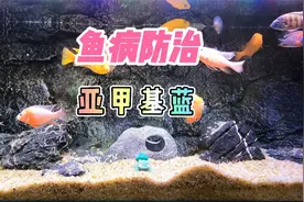 养鱼笔记第2季70集：观赏鱼常用药，亚甲基蓝，堪称万能
