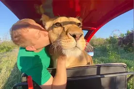 第一次见到这么亲人的母狮子！像小猫一样抱着主人贴贴蹭蹭