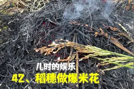 水稻收完后，小时候会去田里捡剩下的稻穗，做爆米花吃：很香很脆