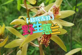 十里飘香的野生蕙兰，是二级保护野生植物，遇见请记得爱护它