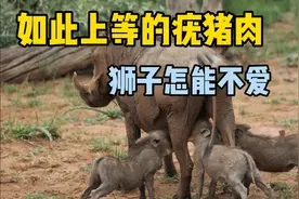 如此上等的疣猪肉，狮子怎能不爱？