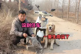 小虎骑车撞死路上一条狗，事后金毛埋怨小虎，看小虎如何解决此事