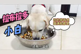 拯救的狗狗第一次吃营养餐，狼吞虎咽吃得满地都是，看得人好心酸