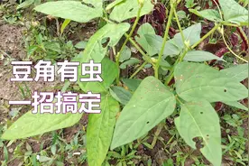 豆角有虫不用喷农药，教大家一招搞定，害虫再也不见了视频封面