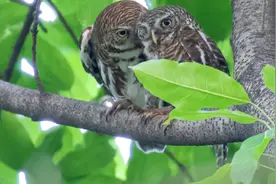 萌！一对猫头鹰成“网红”，定居广州天河公园