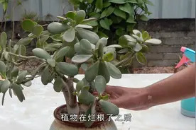 玉树入冬了叶片发红？主要是三个原因引起的视频封面