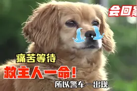 狗狗救了主人一命，之后被警车拉走，88岁的奶奶会回家吗？视频封面