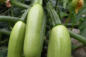 西葫芦的内瓤能不能吃？多亏菜市场老板提醒，尽早叮嘱身边的人！