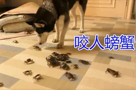 哈士奇面对50只“超凶”螃蟹，会是怎样的反应？视频封面