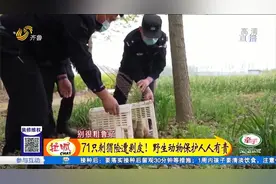 夫妻俩深夜抓刺猬被逮正着，民警细查果然有猫腻，71只险遭剥皮视频封面