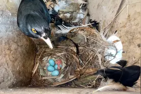 失去丈夫的鸟妈妈，辛苦孵化鸟蛋17天，第一只鸟宝宝平安出壳