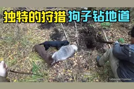 第一次见，俄罗斯短腿狗子钻地道狩猎獾，独特的狩猎方式视频封面