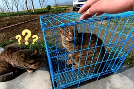 捡了只流浪猫带回小院养，第一天与猫狗见面，蓝猫的表现给满分
