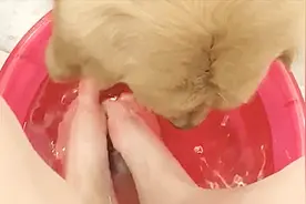 狗狗爱喝洗脚水，声音跟“喂猪”似的，女主人表示很无奈视频封面