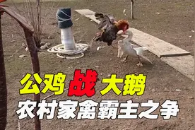 公鸡与大鹅抢地盘，农村家禽打架，谁能技高一筹？视频封面