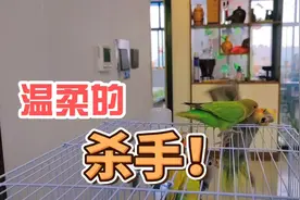 被可爱的外表欺骗了，一只牡丹鹦鹉轻松杀死一只玄凤鹦鹉