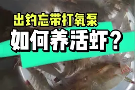 忘带打氧泵如何养活活虾？