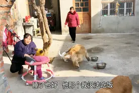 奶奶给狗狗喂食，毛孩子吃的正嗨，猫咪干了些啥，险些让它丧命视频封面