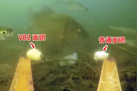 维生素B2究竟有没有诱鱼效果？水下高清视频为你揭晓答案视频封面