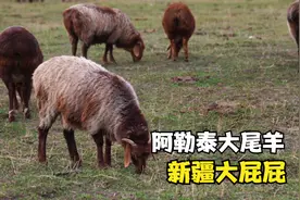 新疆大屁屁，阿勒泰大尾羊！真正的蜜桃臀视频封面