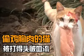 流浪猫一个月偷了上百块鸡胸肉，被人打得头破血流视频封面