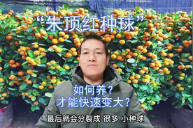 “朱顶红种球”怎么养，才能快速变大？视频封面