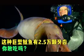 洪堡鱿鱼：身长2.5米，有2.5万颗牙，你敢吃吗？很多人都被它吓跑
