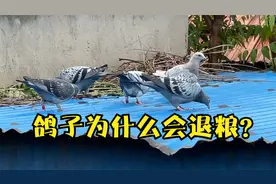 没有生病，鸽子为什么会吃的越来越少？简述鸽子退粮的4个原因