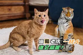 如果将猫放大到和老虎一样大，那它打得过老虎吗？老虎：照样揍你