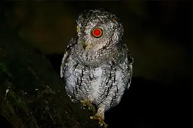 10种夜里吓哭小孩子的鸟叫声，午夜气氛组，真正长啥样？