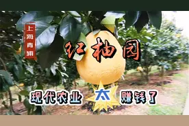 上海青浦 莲盛红柚园 现代农业真太赚钱了视频封面