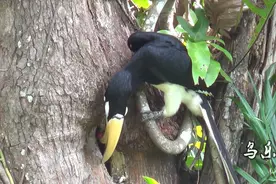 犀鸟的鸟窝，在狭窄的树缝里，幼鸟长大之后如何才能爬出来？