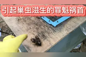 造成蜂群巢虫滋生的罪魁祸首到底长什么样呢？今天带大家看一下视频封面