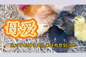 野鸭和家鸭的“混血宝宝”被鸡妈妈收养了，成了她家“老大”