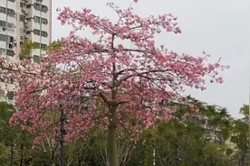 六十年代传遍祖国各地的红歌  壮族人民歌唱毛主席