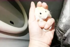 仓鼠总是趁机逃跑，玩躲猫猫，害怕它掉厕所里被淹死，挺危险的视频封面