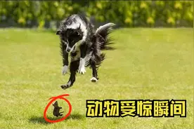 15个动物受到惊吓的瞬间，别看狗子大，照样被小老鼠吓得飞起？视频封面