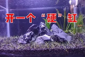 开一个硬缸，火山石颗粒做底砂，青龙石鱼缸造景，都是硬水好材料