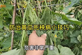 黄瓜枯萎病死秧严重，用这两种方法防治最有效，治病最彻底