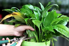 白掌长得乱糟糟，简单几步修剪后，观赏价值飙升视频封面