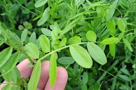 田间的野菜 “野豌豆”，它还是一味中药材，快来认知一下